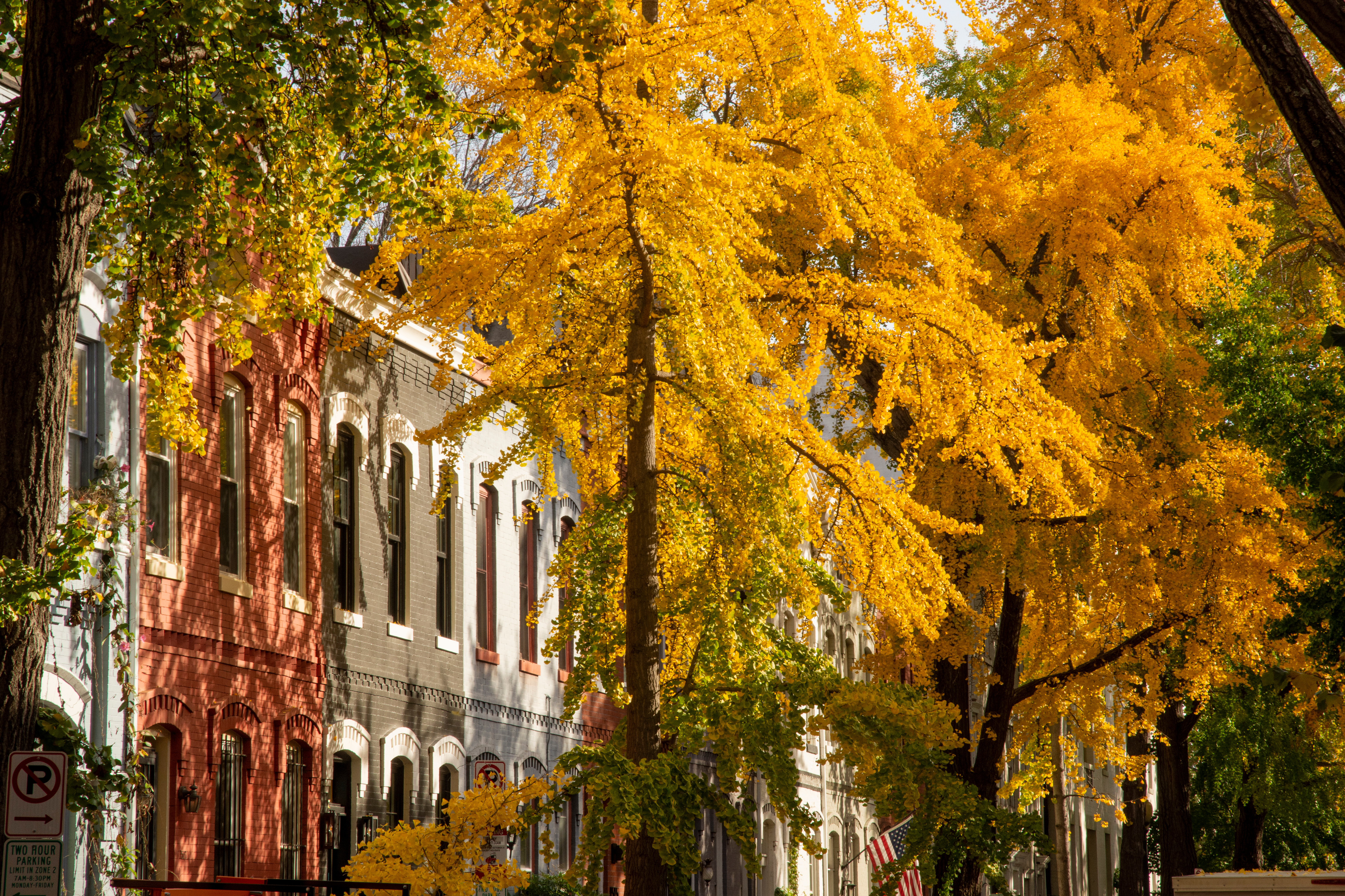 Historic Washington, DC rowhomes beneath golden fall trees
